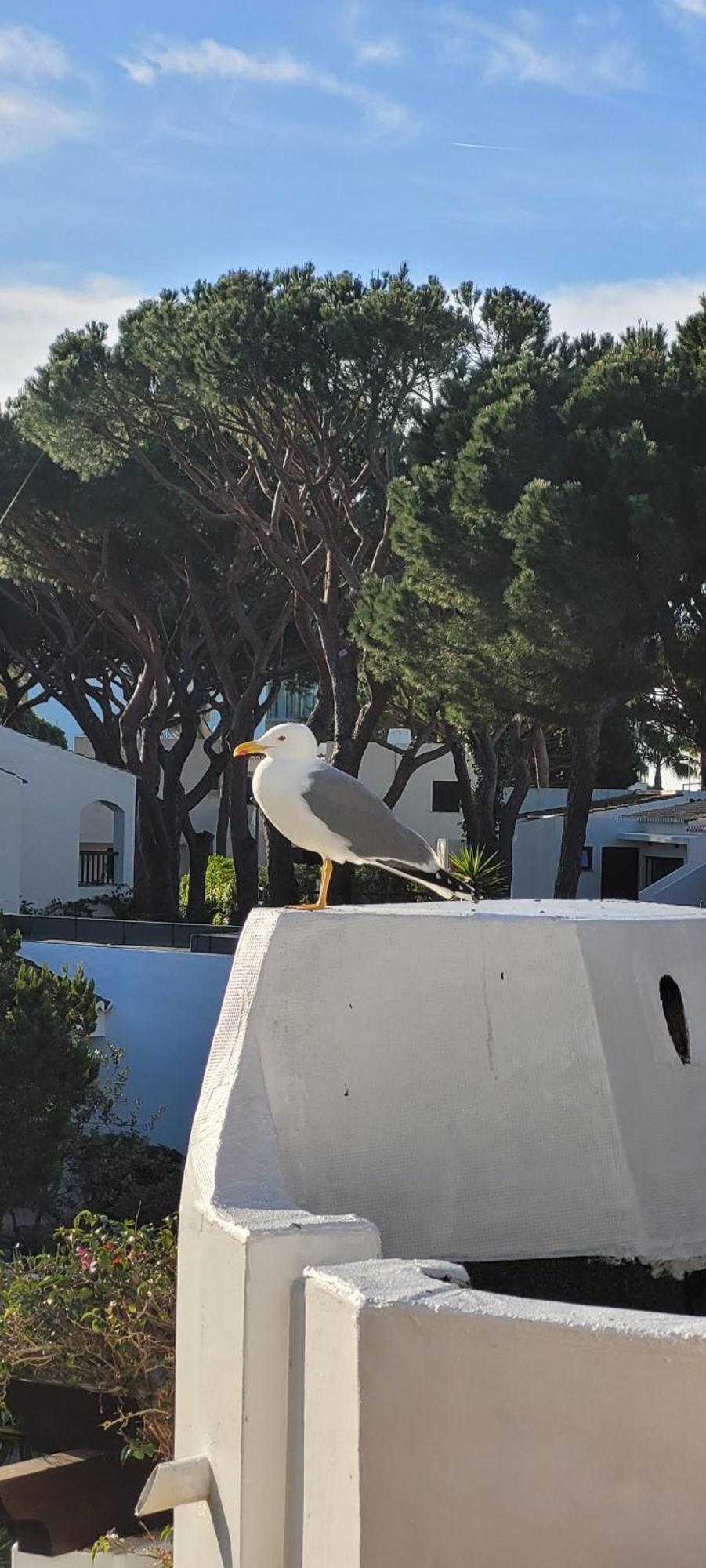 Apt P209 Situe Au Sein De Balaia Golf Village Albufeira Exteriér fotografie